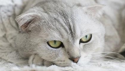 开云竞猜官网-前国足主帅李铁被判20年，涉多项罪名，李铁出任国足新帅